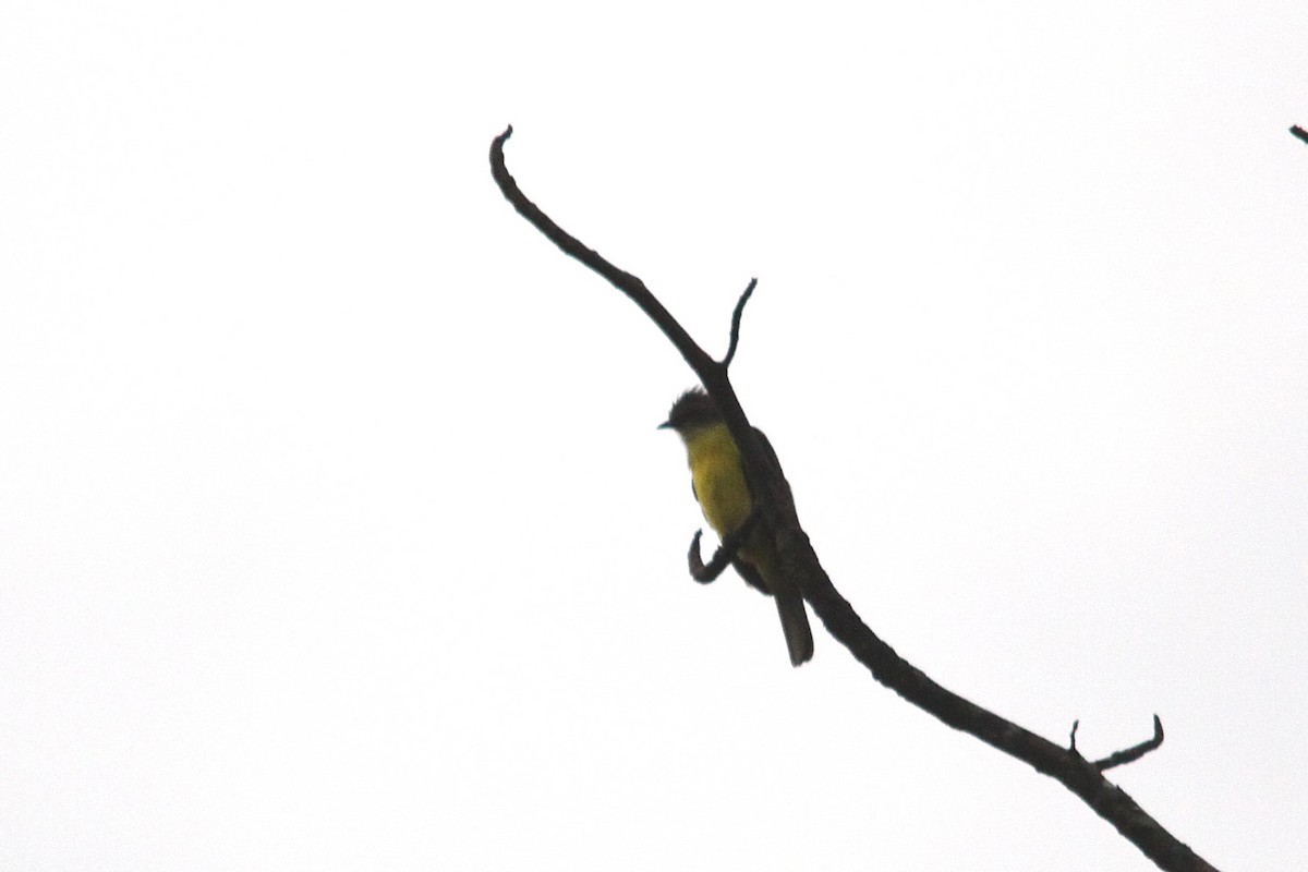 Dusky-chested Flycatcher - ML616143115