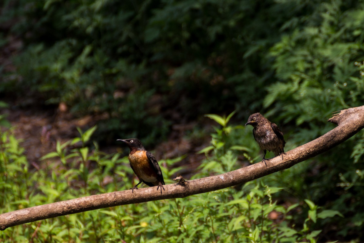 Spot-winged Starling - Tarun Menon