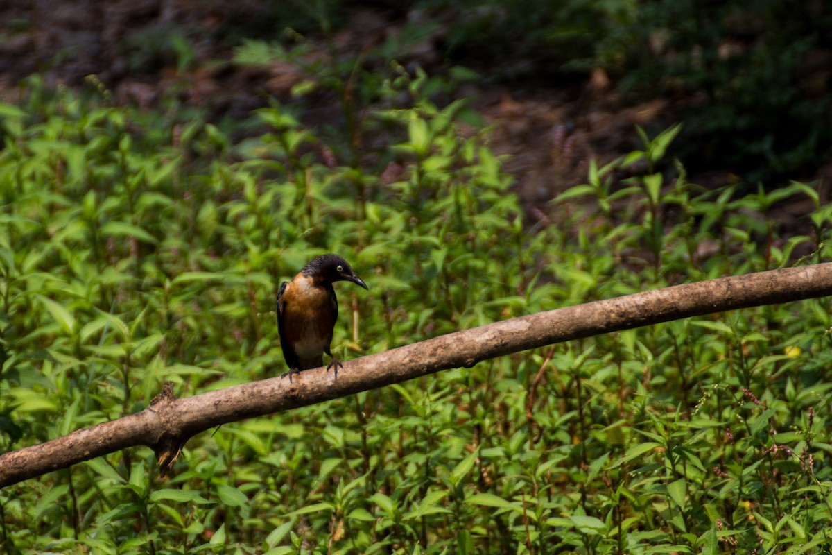 Spot-winged Starling - Tarun Menon
