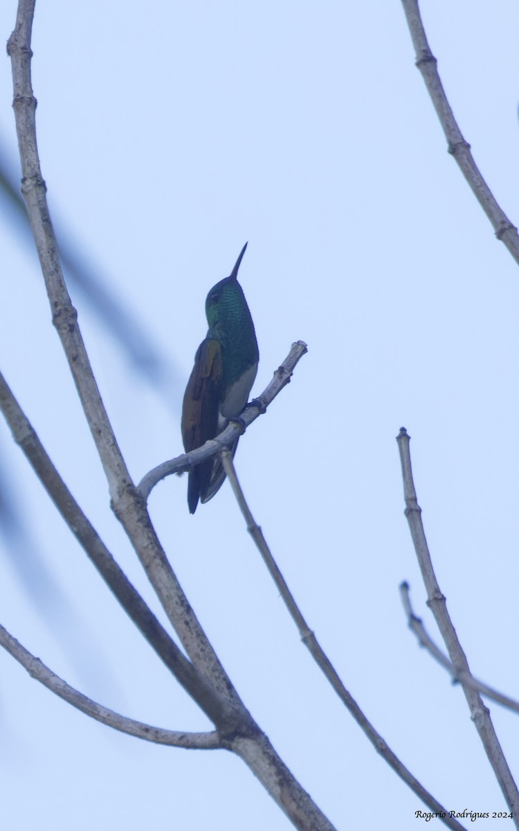 White-necked Jacobin - Rogério Rodrigues