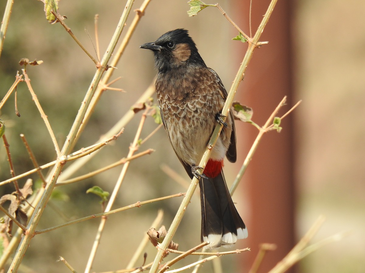 Red-vented Bulbul - ML616143137