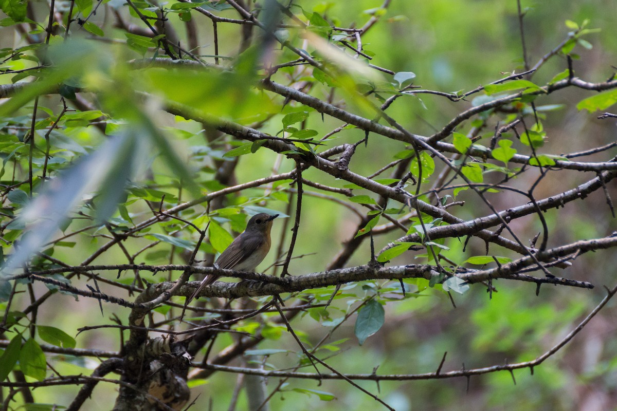 Blue-throated Flycatcher - Tarun Menon