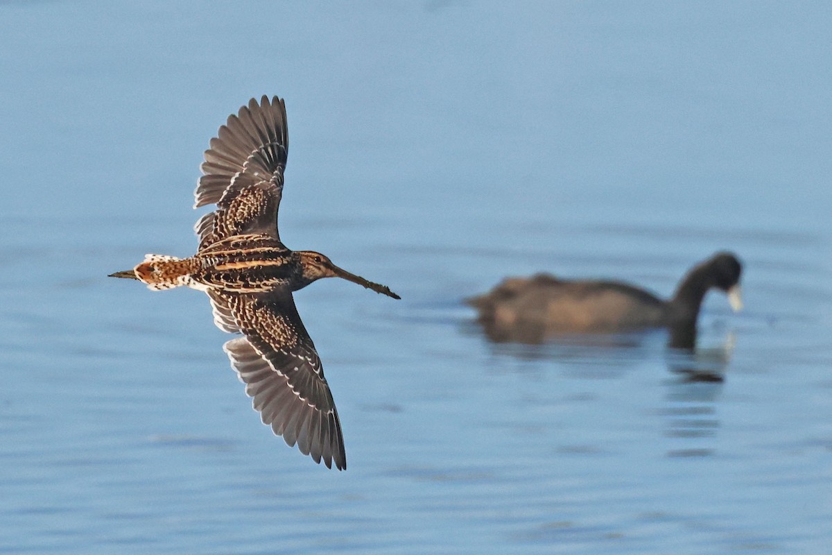 African Snipe - ML616143150