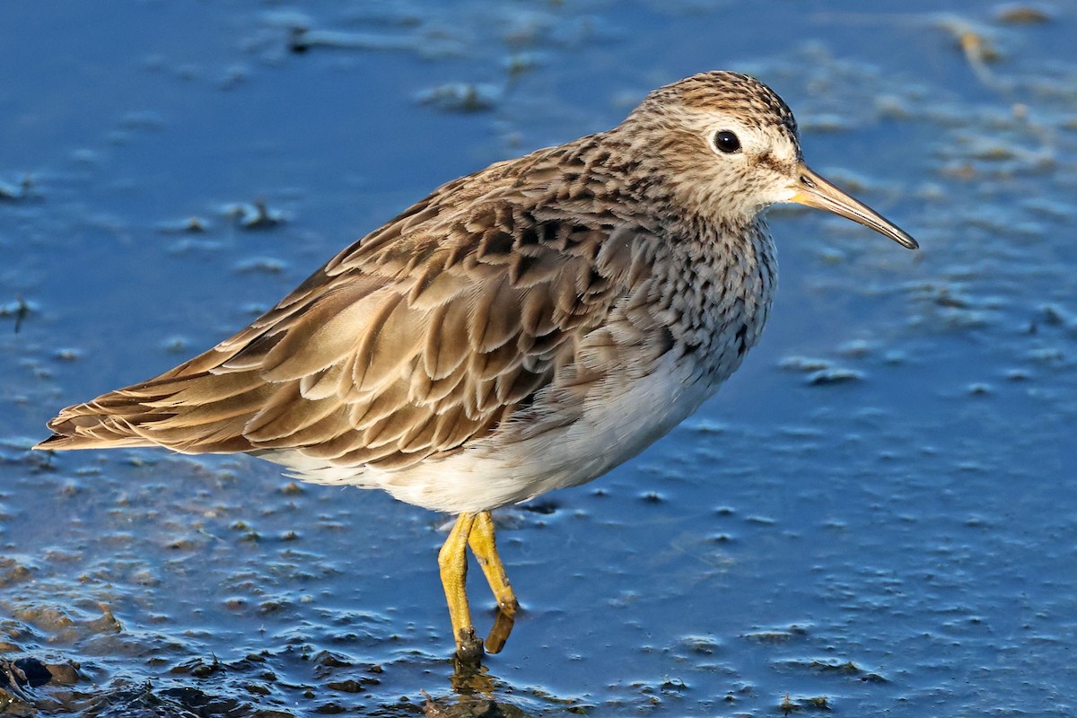 Graubrust-Strandläufer - ML616143151