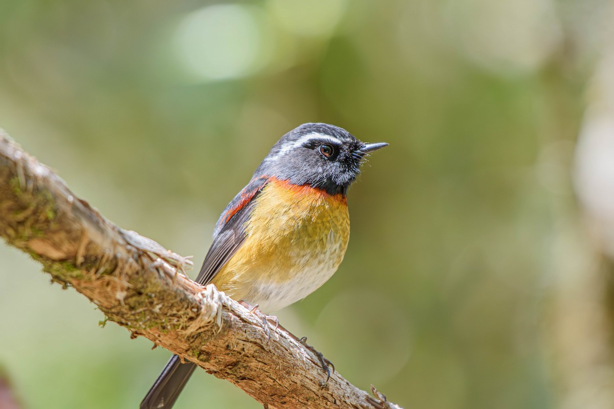 Collared Bush-Robin - ML616143176