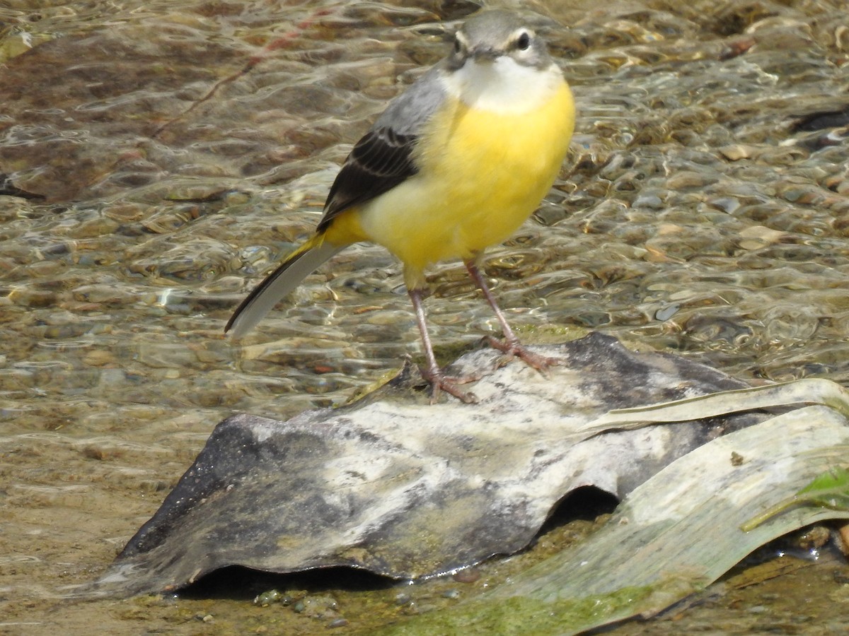 Gray Wagtail - ML616143188