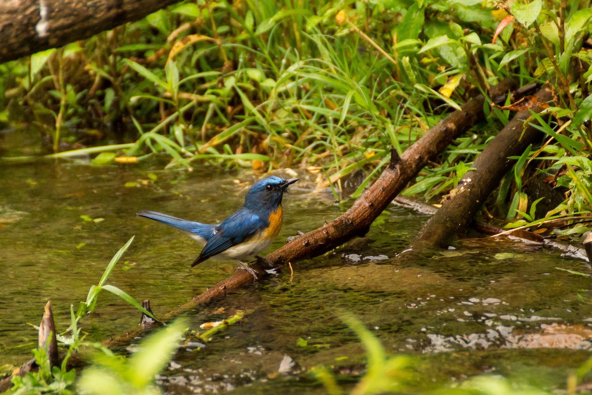 Blaukehl-Blauschnäpper - ML616143235