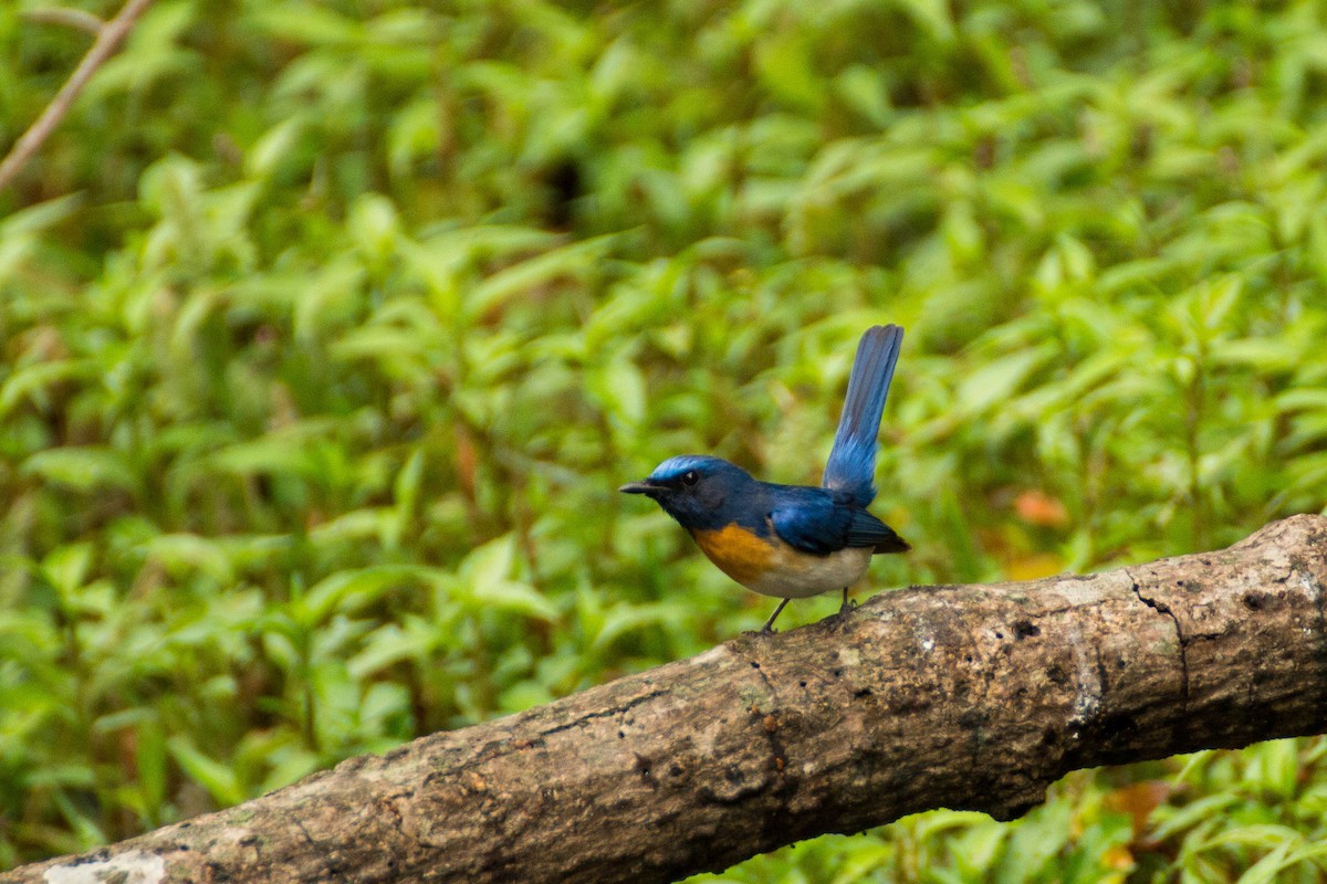 Blue-throated Flycatcher - ML616143236