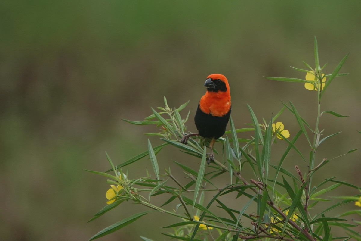 Black-winged Bishop - Daniel Blok 🦤