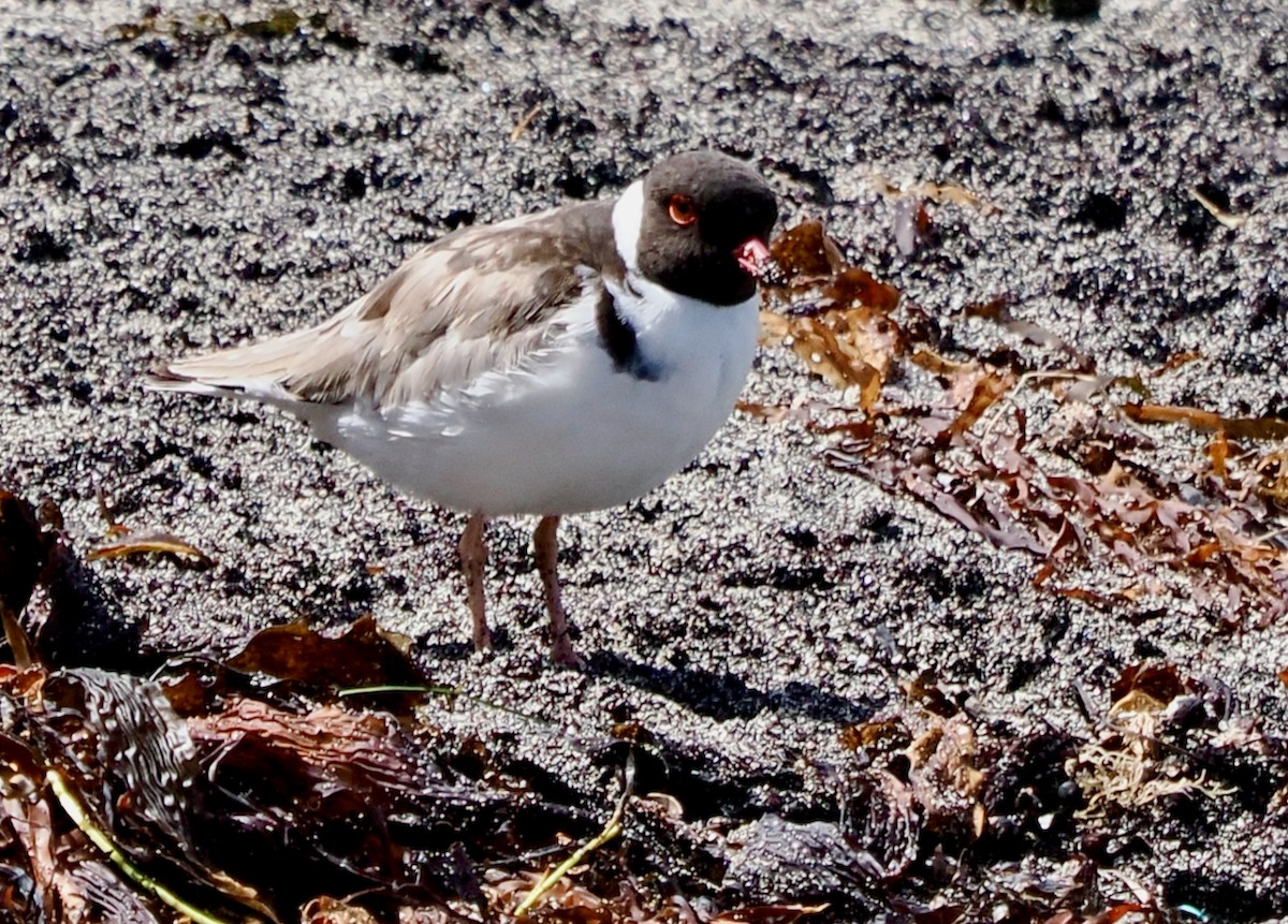 Hooded Plover - ML616143284