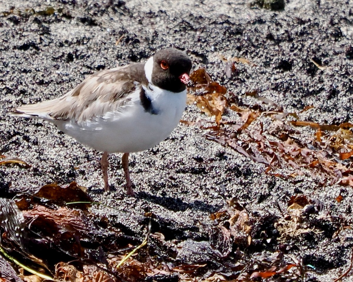 Hooded Plover - ML616143285