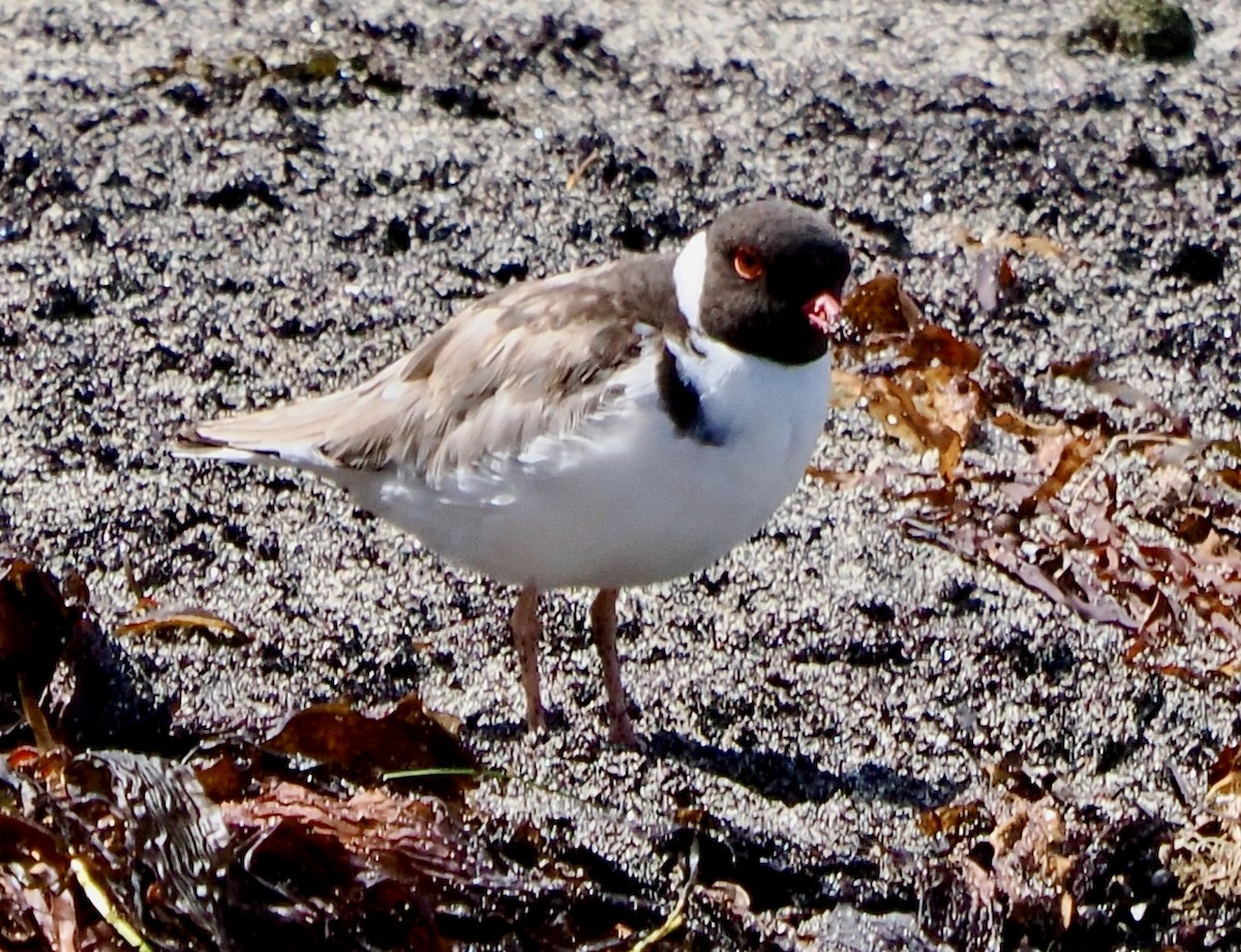 Hooded Plover - ML616143286