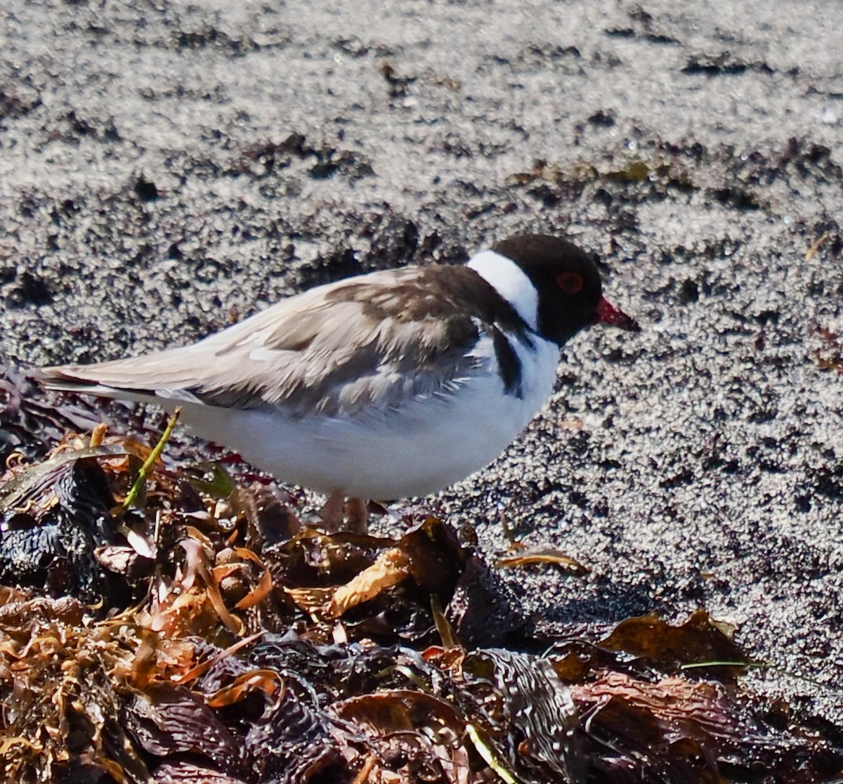 Hooded Plover - ML616143287