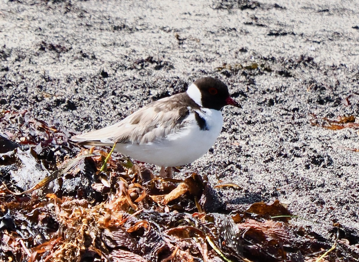 Hooded Plover - ML616143288