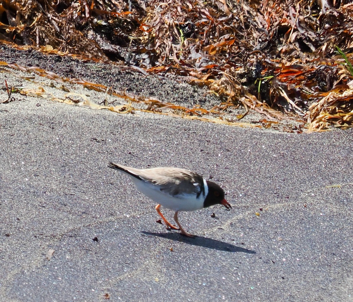 Hooded Plover - ML616143289