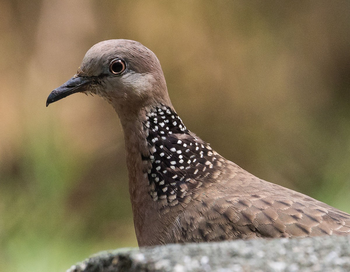 Spotted Dove - ML616143290