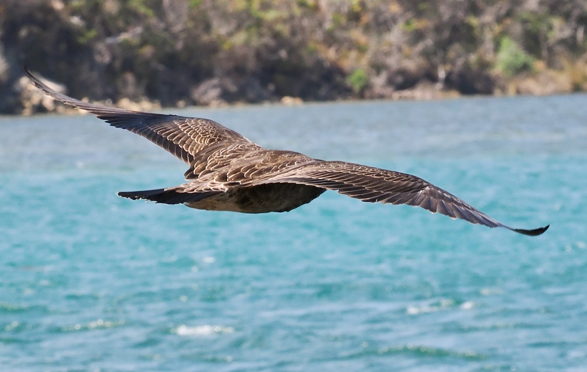 Pacific Gull - ML616143302