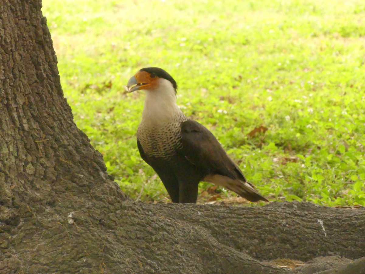 Crested Caracara - Nedra  Sekera