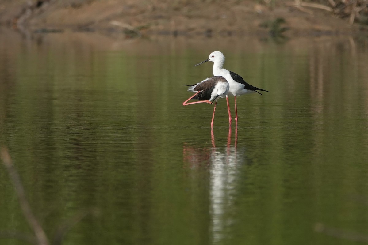 Black-winged Stilt - Daniel Blok 🦤