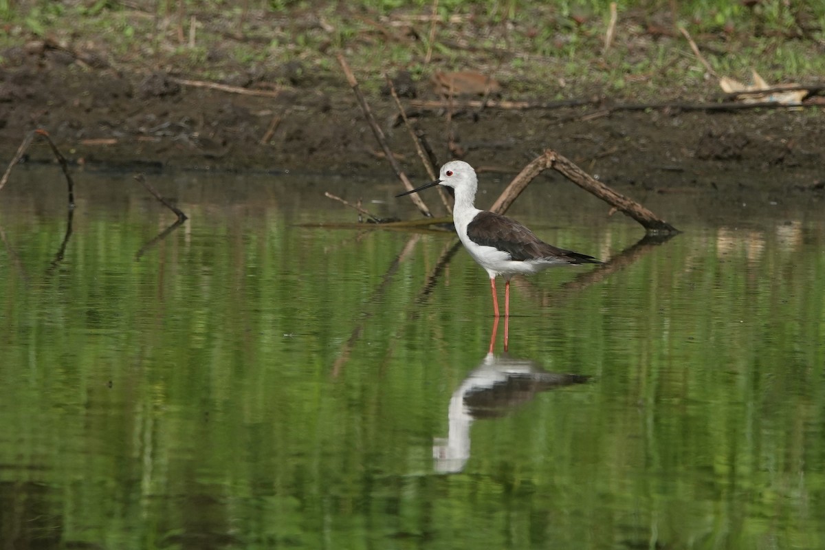 Black-winged Stilt - Daniel Blok 🦤