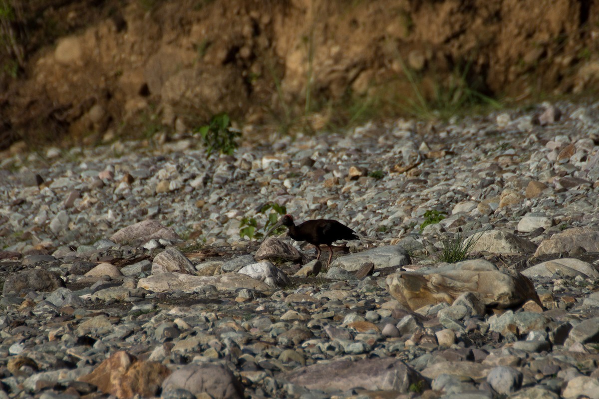 Red-naped Ibis - ML616143348