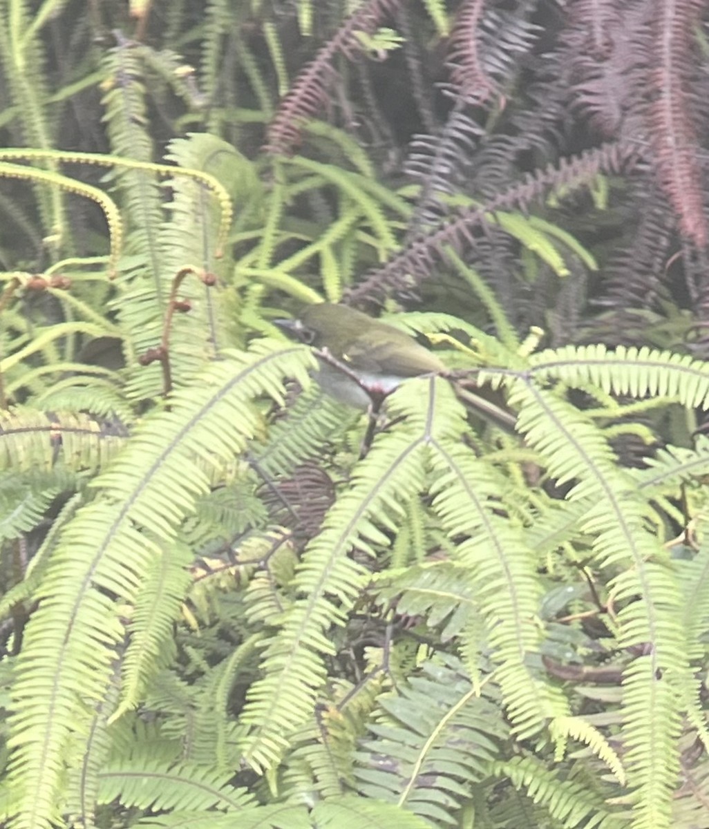 Black-throated Tody-Tyrant - ML616143349