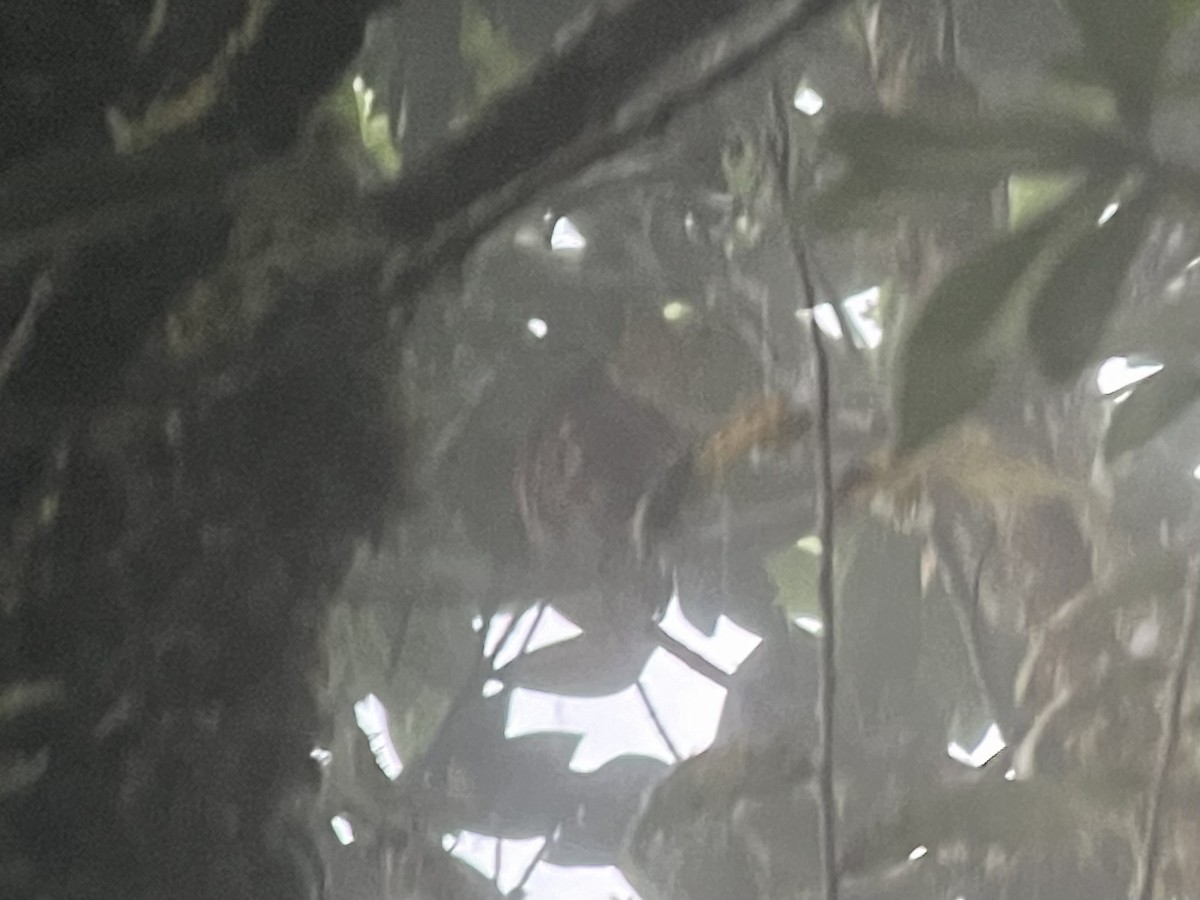 Ekvador Serçe Baykuşu - ML616143362
