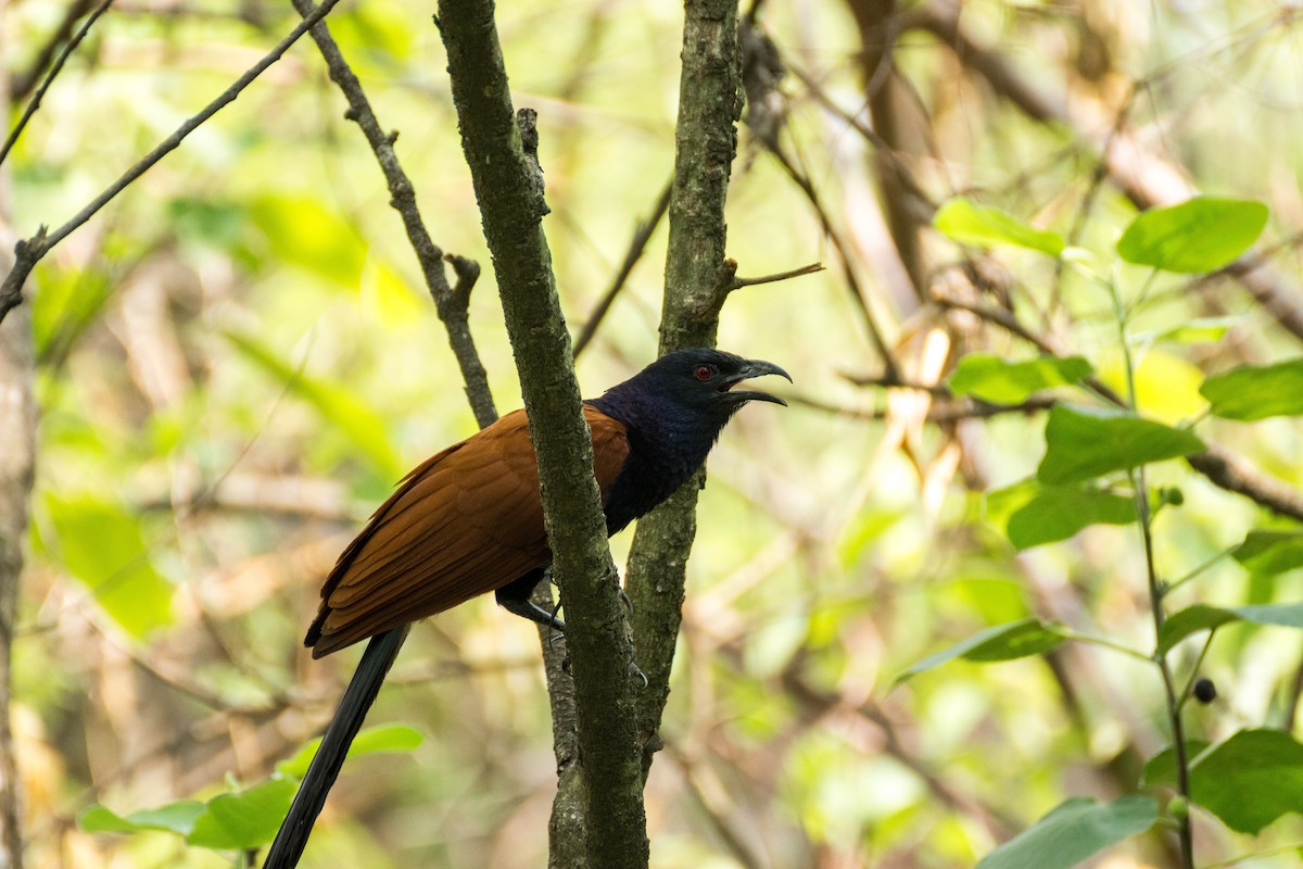 Greater Coucal - ML616143370