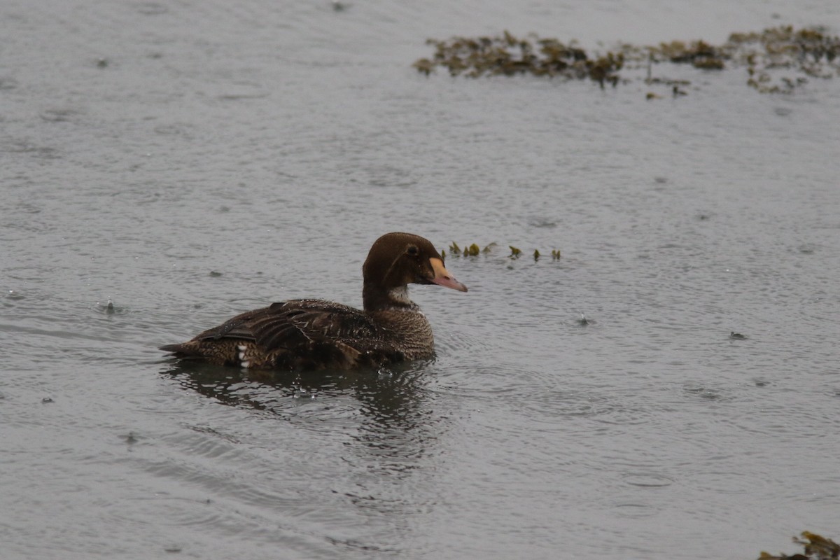 Eider à tête grise - ML616143403