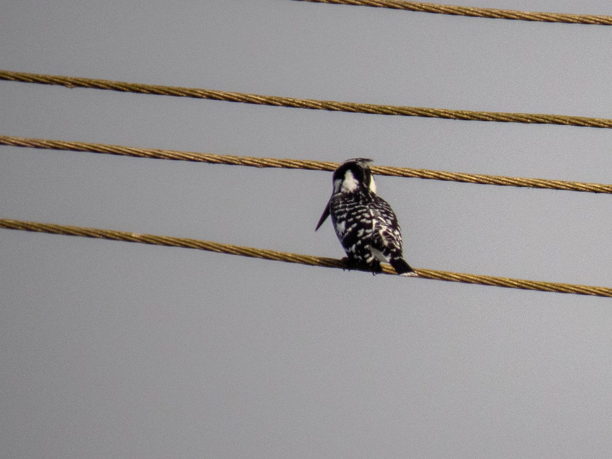 Pied Kingfisher - ML616143495