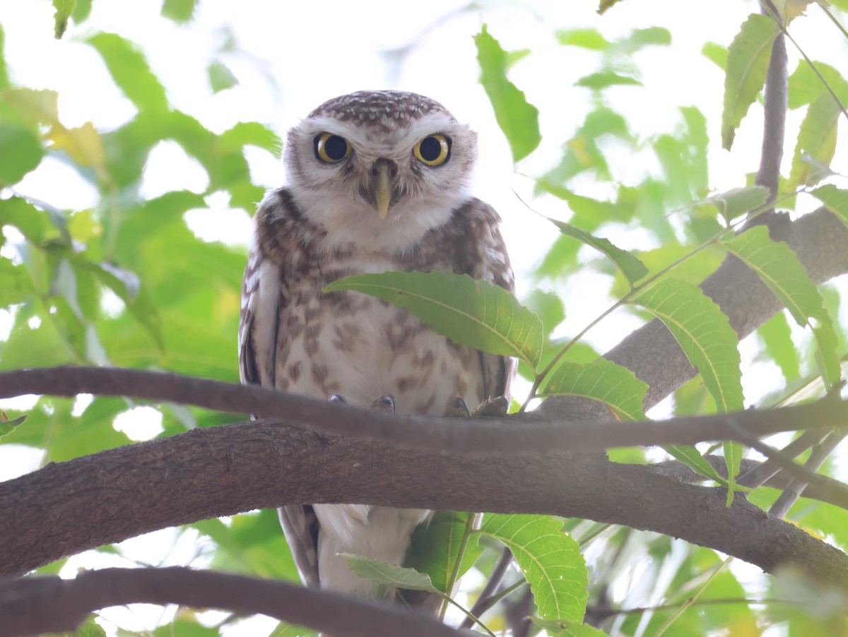 Spotted Owlet - ML616143518