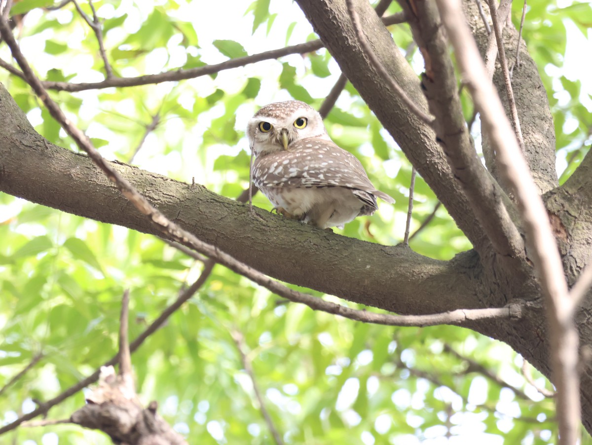 Spotted Owlet - ML616143519