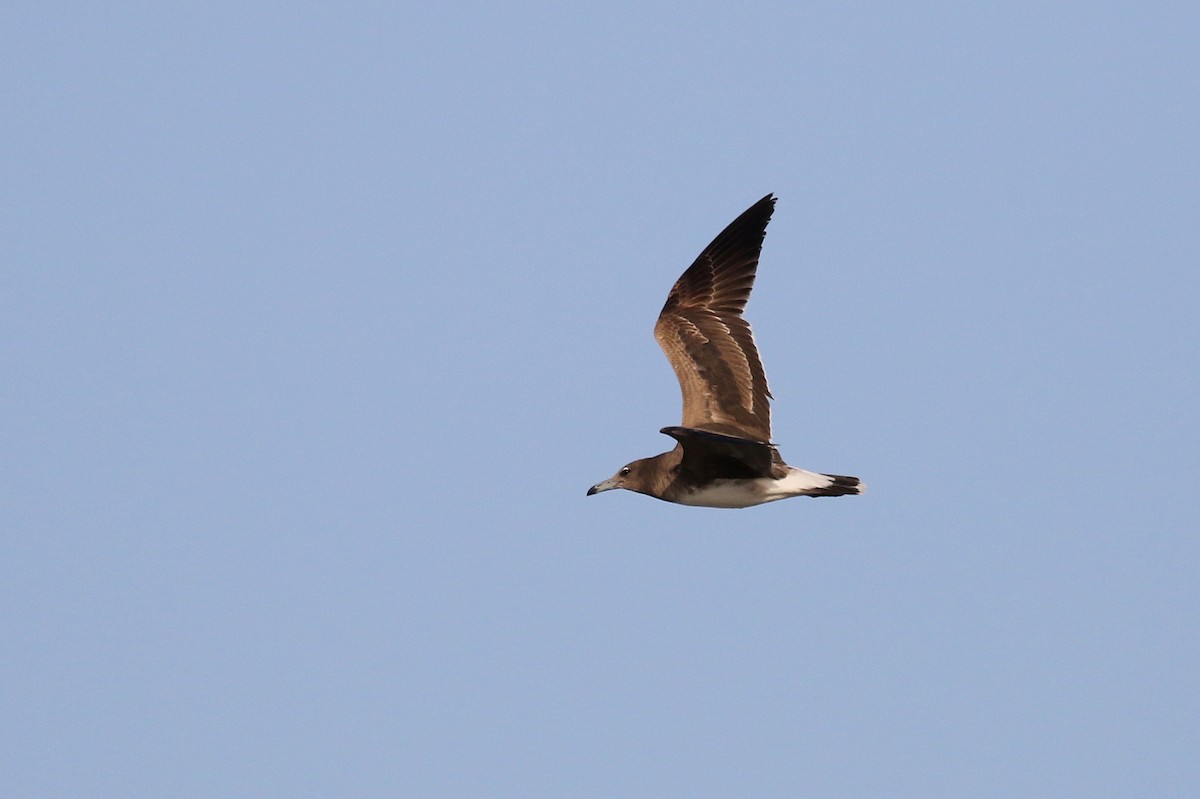 Sooty Gull - ML616143531