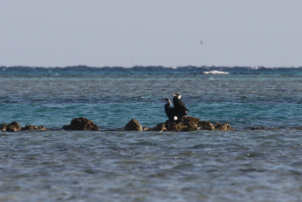 Cormorán Grande (euroasiático) - ML616143563