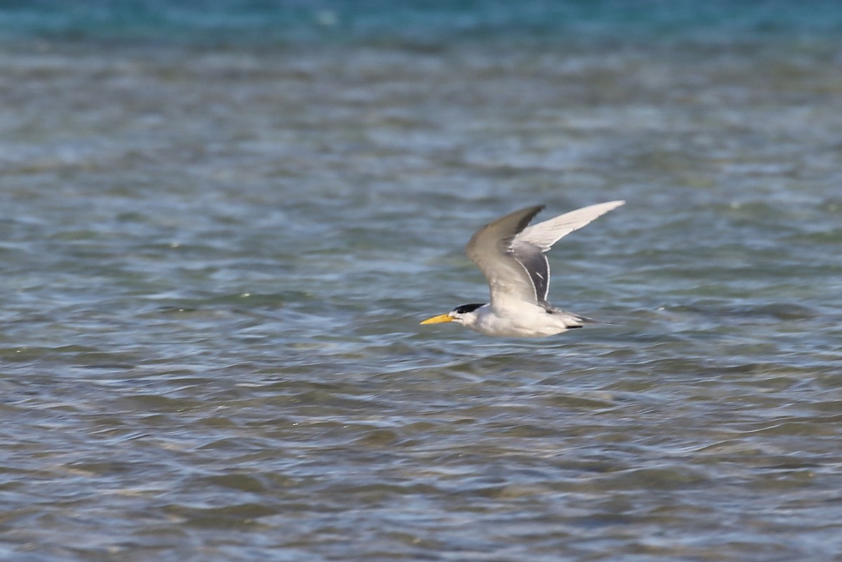 Great Crested Tern - ML616143576