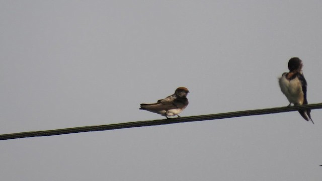 Streak-throated Swallow - ML616143637