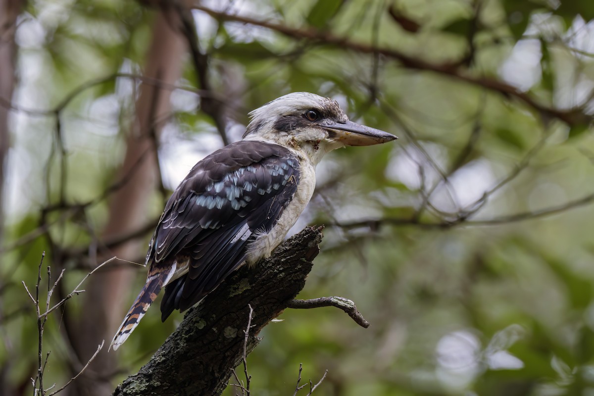 Laughing Kookaburra - ML616143662