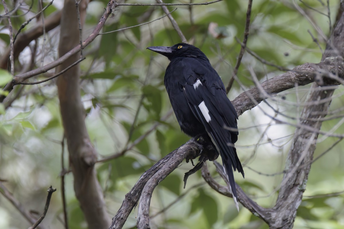 Pied Currawong - ML616143669