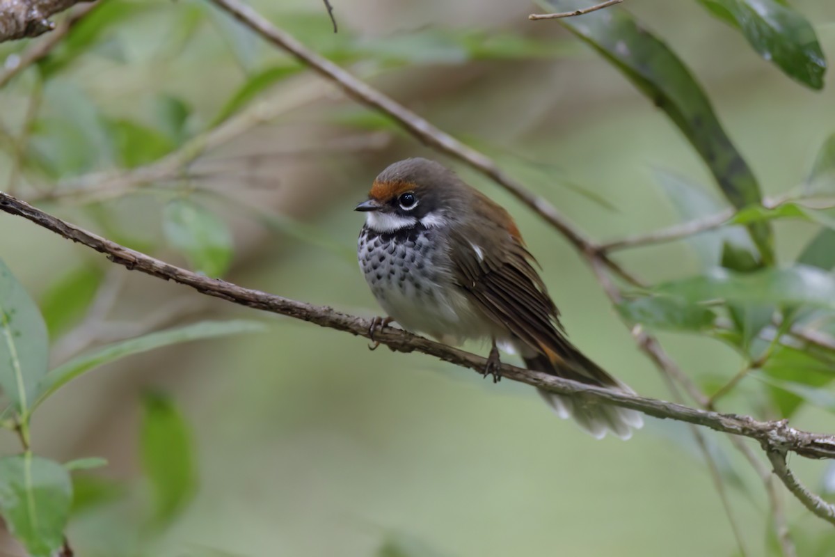 Australian Rufous Fantail - ML616143679