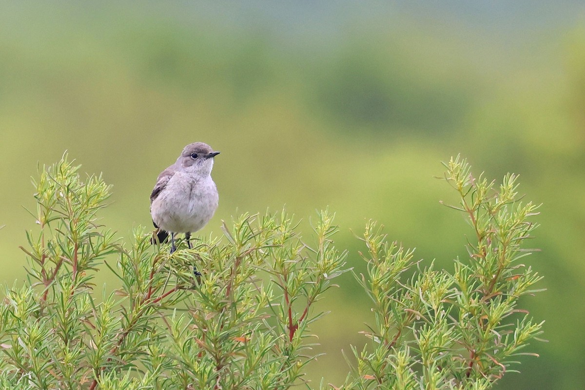 Sickle-winged Chat - ML616143701