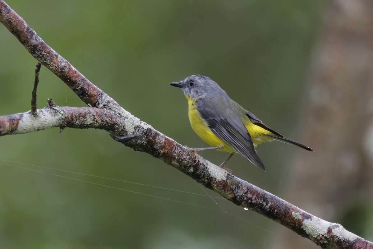 Eastern Yellow Robin - Andreas Heikaus