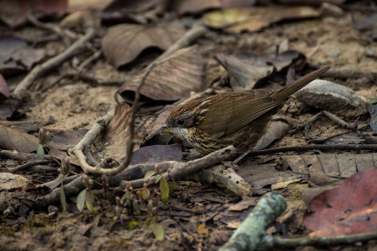 Puff-throated Babbler - ML616143712