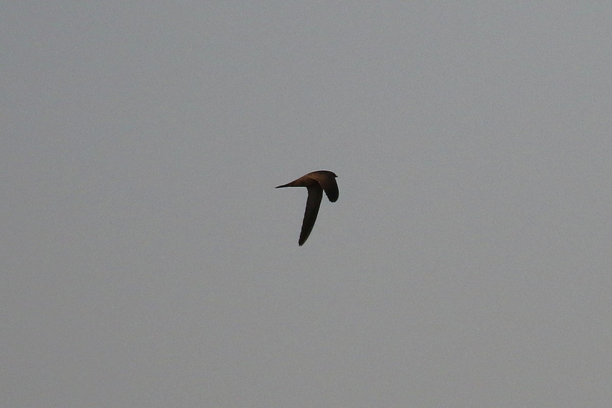 Pallid Swift - ML616143715