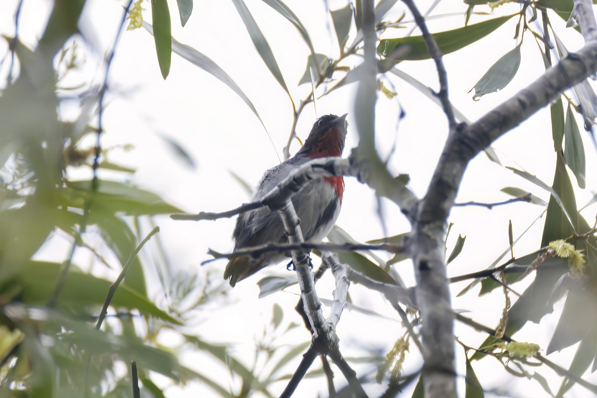 Mistletoebird - ML616143724