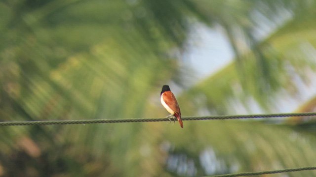 Tricolored Munia - ML616143729