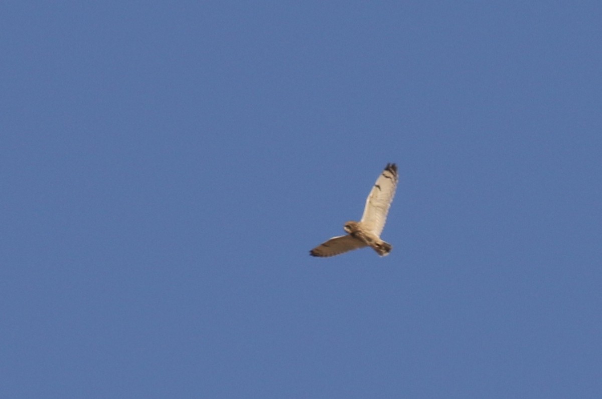 Short-eared Owl - ML616143767