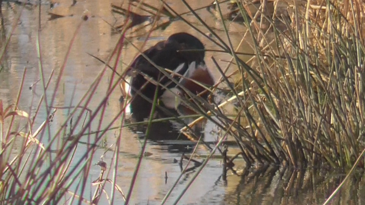 Northern Shoveler - ML616143773