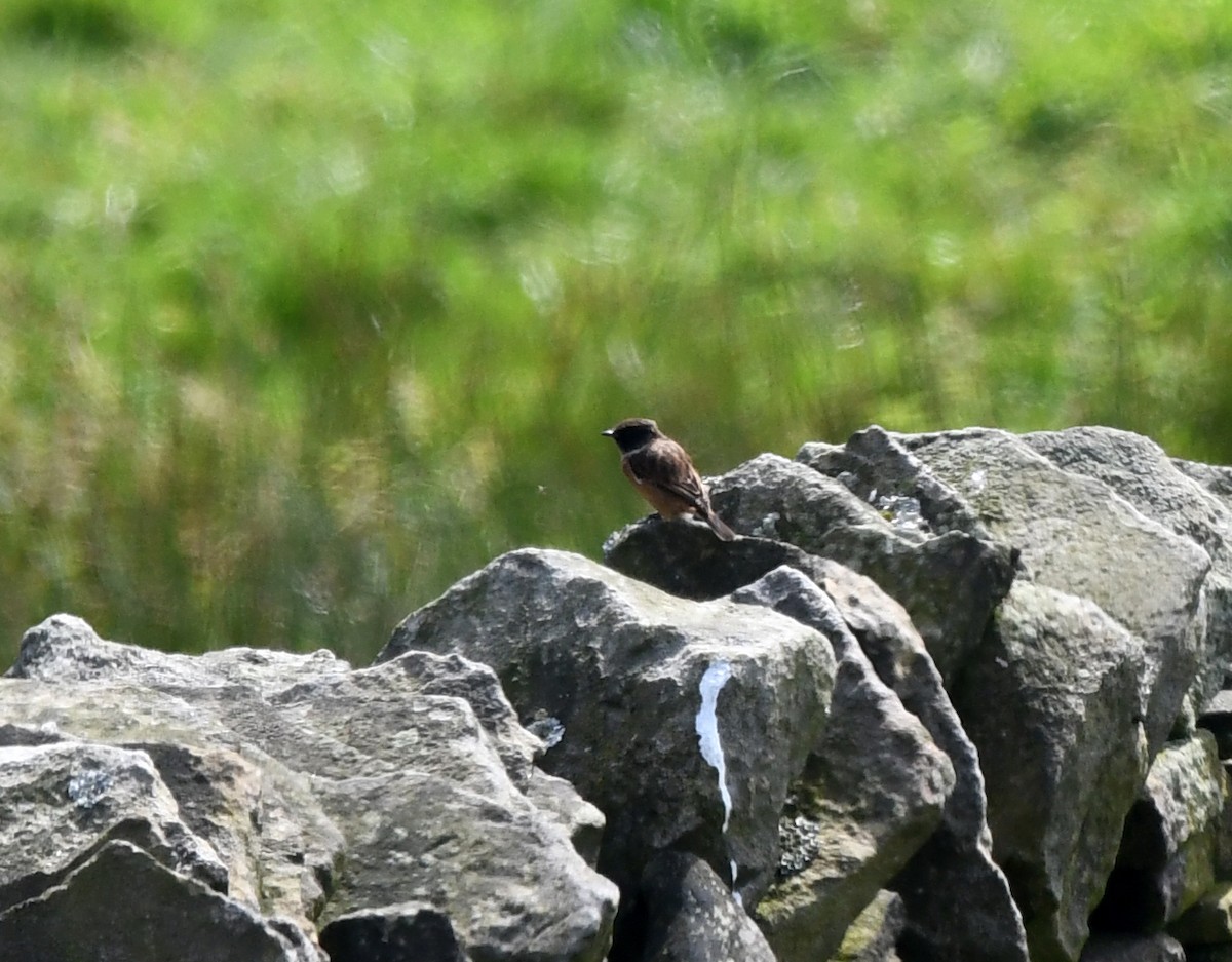 European Stonechat - A Emmerson