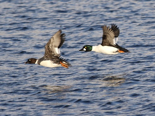 Common Goldeneye - ML616143837