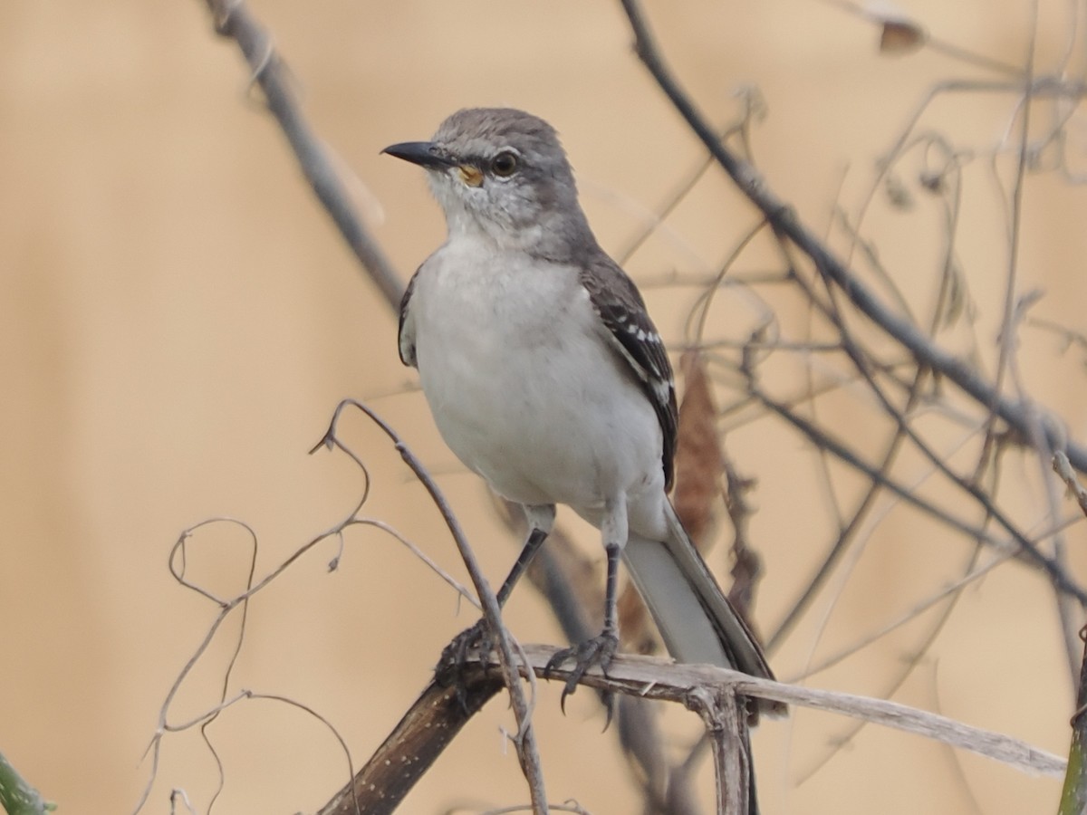 Northern Mockingbird - ML616143839